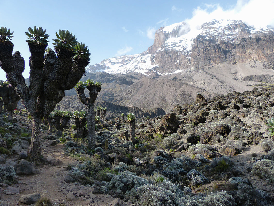 Kilimanjaro - Lemosho Glades route